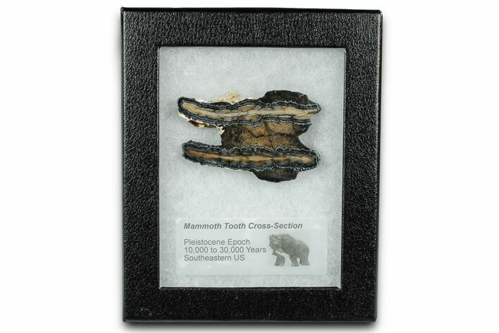 Mammoth Molar Slice With Case - South Carolina #335115